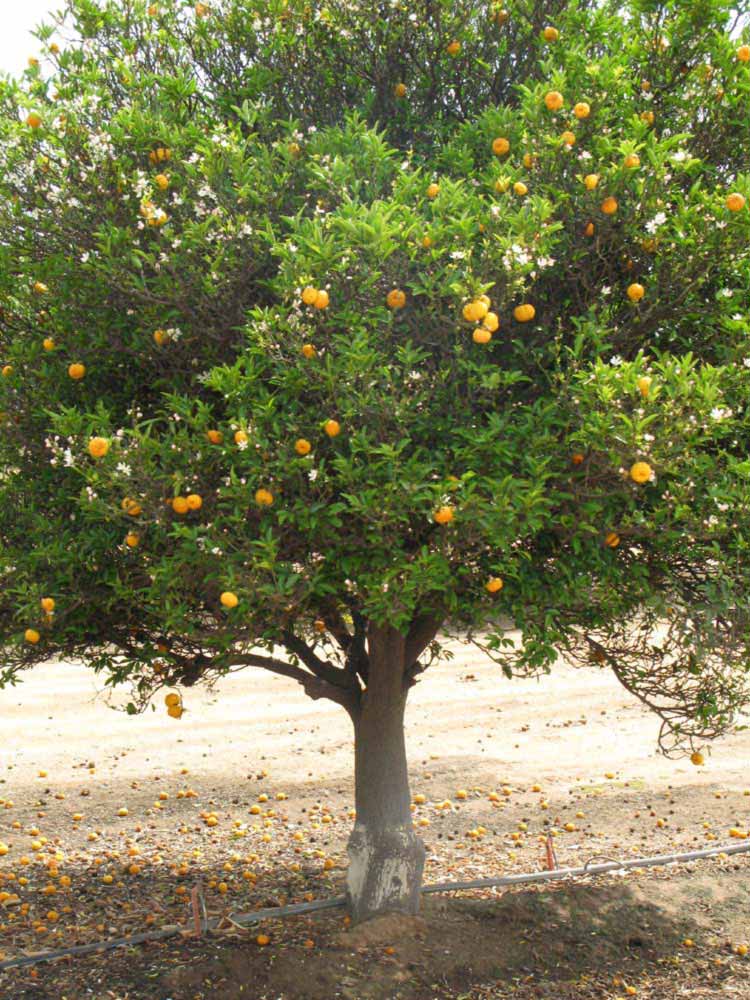              Habit (Riverside, CA)       
